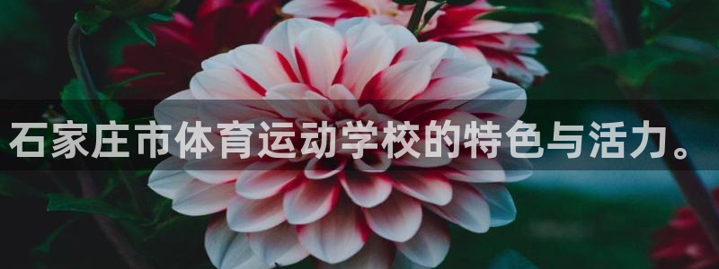 德国vsport体育官方正版app集团